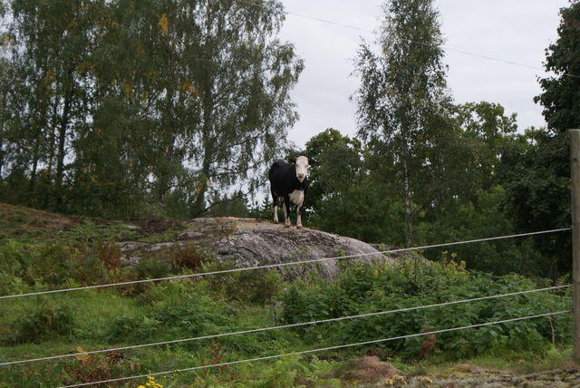 Schweden-Kuestenradweg-20100036