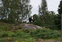 Schweden-Kuestenradweg-20100036